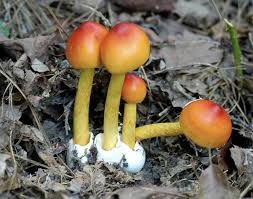 While the term weed generally has a negative connotation, many plants known as weeds can have beneficial properties. Mycology Chapter Oklahoma Native Plant Soc Posts Facebook