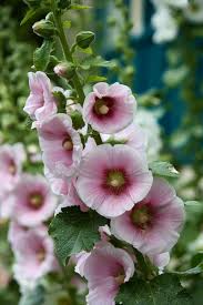 Maybe you would like to learn more about one of these? Hollyhocks From Holland The Frustrated Gardener