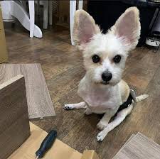 W Shaw and N Bryan, he has 3 legs