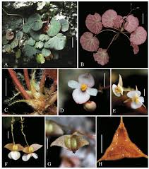 Image result for Begoniaceae