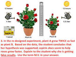 Aspirin is commonly recomended as a rooting hromone for cuttings but there is no science evidence that it improves rooting. A Biology Student Wants To Know If Putting Aspirin In The Soil Will Make A Rose Plant Grow More Quickly She Buys Two Rose Plants And Places 1 Tablet Of Ppt Download