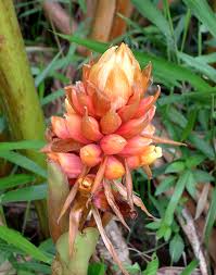 Image result for Renealmia