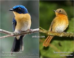 We did not find results for: Ragam Video Dan Suara Asli Burung Sulingan Tledekan Om Kicau