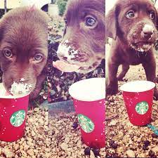 Pin By Abby Robertson On Starbucks Starbucks Loves My Starbucks Coffee Love