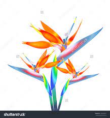 Paradise Bird Stock Vectors Vector Clip Art Bird Of Paradise Tattoo Birds Of Paradise Flower Vector Art