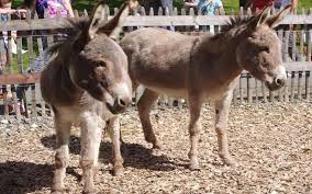 Dimensions are 20ft x 20ft. Sleepy Hollow Horse Farm Traveling Farm Animal Petting Zoo Pennsylvania