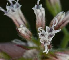 Image result for Mikania