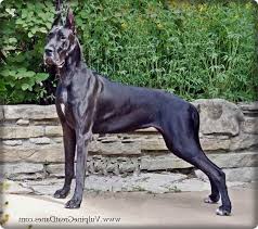 Great dane puppies for sale in mn. American Great Dane Puppies For Sale Petsidi