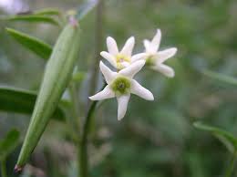 Image result for Vincetoxicum