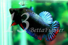 Fish guide for siamese fighting fish, betta splendens, betta profile with fish pictures, description and information, betta fish care, diet, habitat and fish diseases, tank mates and keeping the labyrinth fish. Fighter Stock Tigablas Betta Fighter