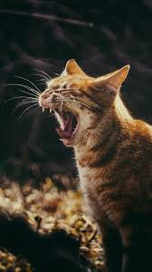 Pin By B On Cats Warrior Cats Beautiful Kittens Crazy Cats