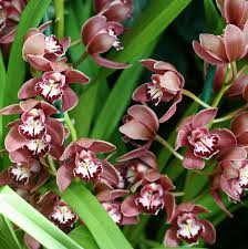Image result for Cymbidium