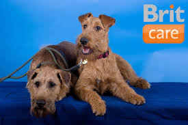 Image result for irský teriér