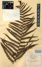 Image result for Cyclosorus striatus