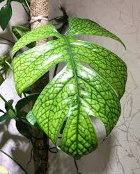 Community For Plant Lovers On Instagram The Way Of Nature To Impress Us Is Effortless Credit Ver Pics Unusual Plants Plants Weird Plants