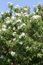 Image result for Cordia pilosissima