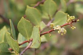 Image result for Gymnosporia heterophylla