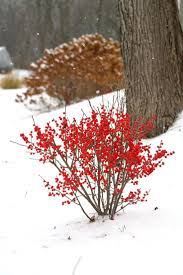 Berry Poppins Winterberry Ilex Verticillata Winter Vegetables Gardening Winter Plants Winterberry Holly