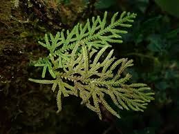 Image result for Selaginella eublepharis
