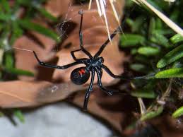 The common house spider has an elongated abdomen. U S Poisonous Spiders Black Widow Brown Recluse Hobo Dengarden