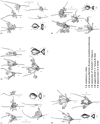 Image result for Bolboschoenus glaucus