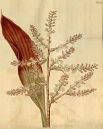 dracaena ferrea v 46 1817 1818 curtis s botanical magazine biodiversity herita botanical illustration botanical illustration vintage botanical drawings