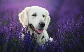 Golden Retriever Lavender Labradors Dogs Pets Cute Dogs Golden Retriever Dog Golden Retriever Labrador Dog Dogs Golden Retriever