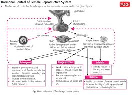 the human female reproductive system is controlled by the