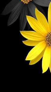 Aesthetic Black And Yellow Flowers Yellow Flower Against Black Background This Framed Would Look Good In The Bedroom With Black Yellow Yellow Flower Wallpaper Flower Wallpaper Yellow Flowers