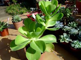 Maybe you would like to learn more about one of these? Echeveria Identification