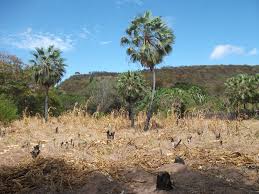 Check spelling or type a new query. Brasil Vegetacao Tipica Do Sertao Nordeste Brasil Sertao Brasil