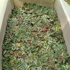 1 pack bibit benih rumput gajah mini/elephant grass: Jual Rumput Gajah Mini Varigata Rumput Gajah Mini Putih Shopee Indonesia