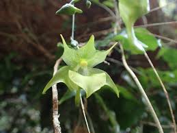 Image result for Aeranthes africana
