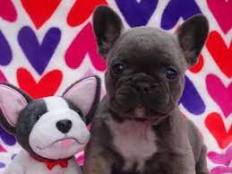 Akc French Bulldog Puppies Medicine Hat French Bulldog Puppies French Bulldog Bulldog Puppies