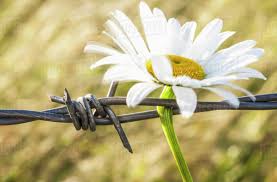 A wide variety of wire flower options are available to you wire flower. A Daisy Pinned To A Barbed Wire Fence On A Farm British Columbia Canada Stock Photo Dissolve