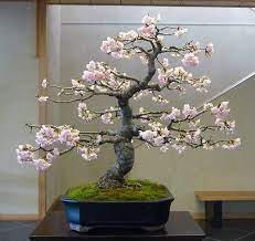 Indoor flowering bonsai tree types. Cherry Blossom Bonsai Flowering Bonsai Tree Bonsai Tree Bonsai Tree Types