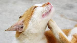 Des parasites internes qui colonisent les intestins et/ou le tube. Les Puces Du Chat Wanimoveto