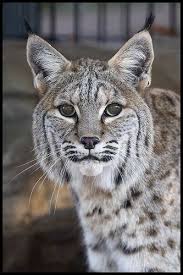 Gene The Bobcat Wild Cats Big Cats Bobcat