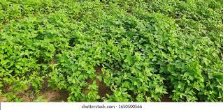 Image result for Macrotyloma uniflorum