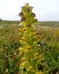 Image result for Holothrix villosa