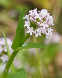 Image result for Valerianaceae