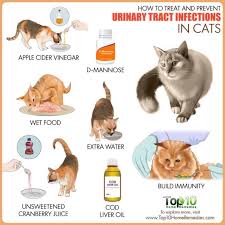 How To Treat And Prevent Urinary Tract Infections In Cats Top 10 Home Remedies Cat Care Cat Uti Cat Remedies