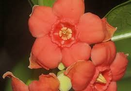 Image result for Apocynaceae subfamilies Apocynoideae and Rauvolfioideae