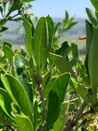 Image result for Pavetta gardeniifolia