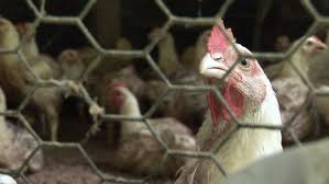 7.1million animals are abused or beaten bye humans each day. Animal Cruelty Facts And Stats The Humane Society Of The United States