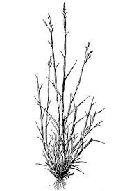 Image result for Triraphis purpurea