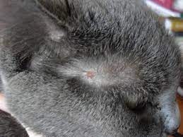 u kota krovotochat desny kot glaza koshki