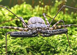 Giant tailless whip scorpion, african whip spider. 30 Tailless Whip Scorpion Facts Harmlessly Terrifying Everywhere Wild