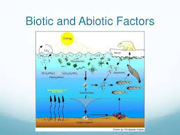Abiotic And Biotic Factors In The Ocean Image Result For Ocean Biome Characteristics Biomes Abiotic Ocean