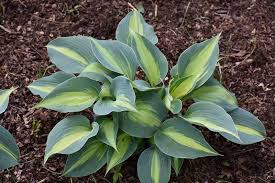 Hours may change under current circumstances Touch Of Class Hosta Hosta Touch Of Class At Gardener S Supply Company Garden Supplies Landscaping Around Trees Hostas